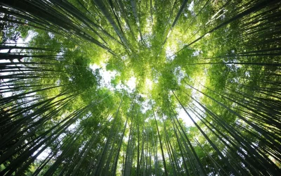 How Green Chemical Blending Is Transforming the Industry